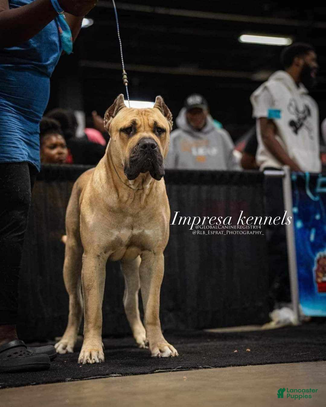Canario Breeders Presser Dog For Sale Presa Canario Aggressive Dog