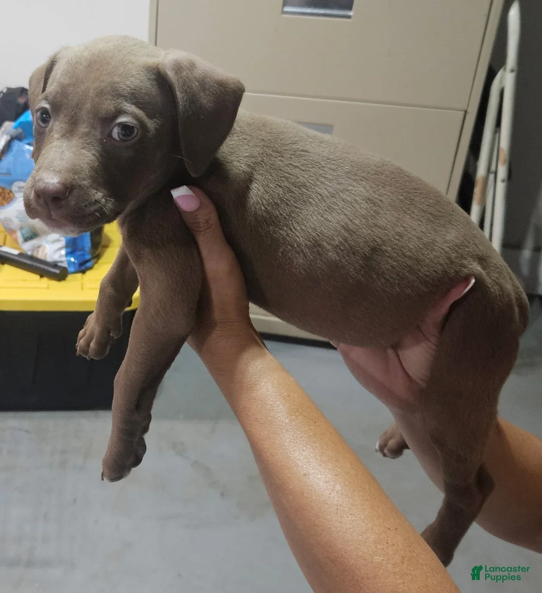 American Staffordshire Terrier dogs for sale: American Staffordshire Terrier 1 All chocolate - Ad 2