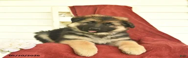 Colby 