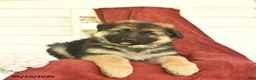 German Shepherd dogs for sale: Colby  - Ad 1