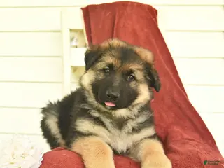German Shepherd dogs for sale: Colby - Ad 4