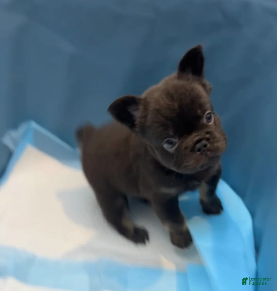 French Bulldog dogs for sale: Bruno - Ad 2