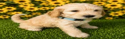 Aussiedoodle dogs for sale: Aqua collar  - Ad 1