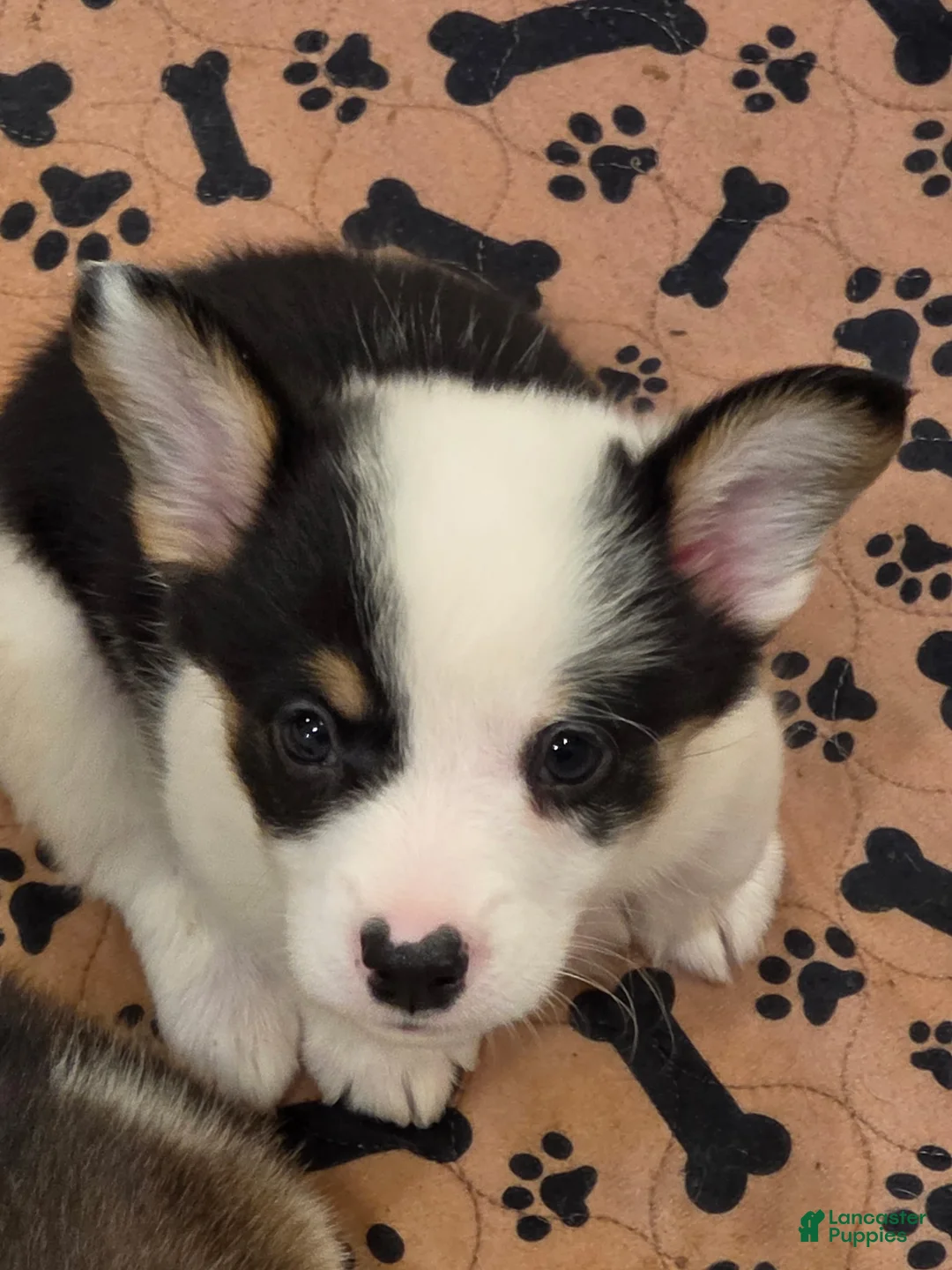 Mixed Breed dogs for sale: Male 1 - Ad 1