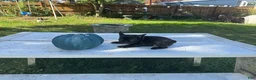 French Bulldog dogs for sale: Bella - Ad 9