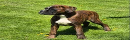 Boxer dogs for sale: Brindley  - Ad 4