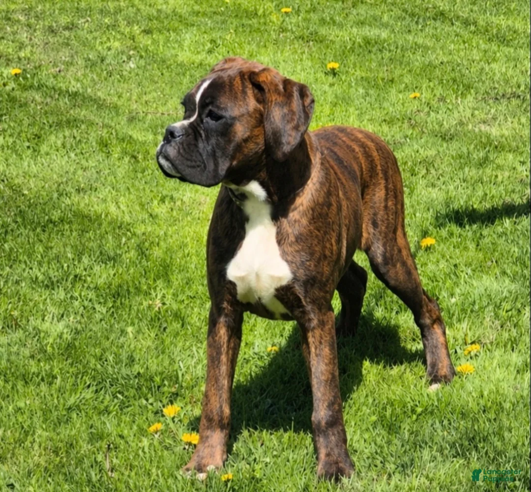 Boxer dogs for sale: Brindley  - Ad 4