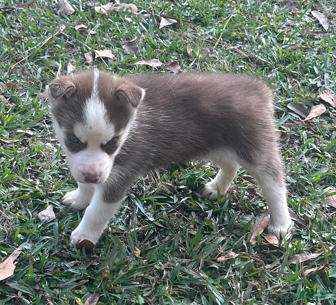 Siberian Husky dogs for sale: Shania - Ad 2