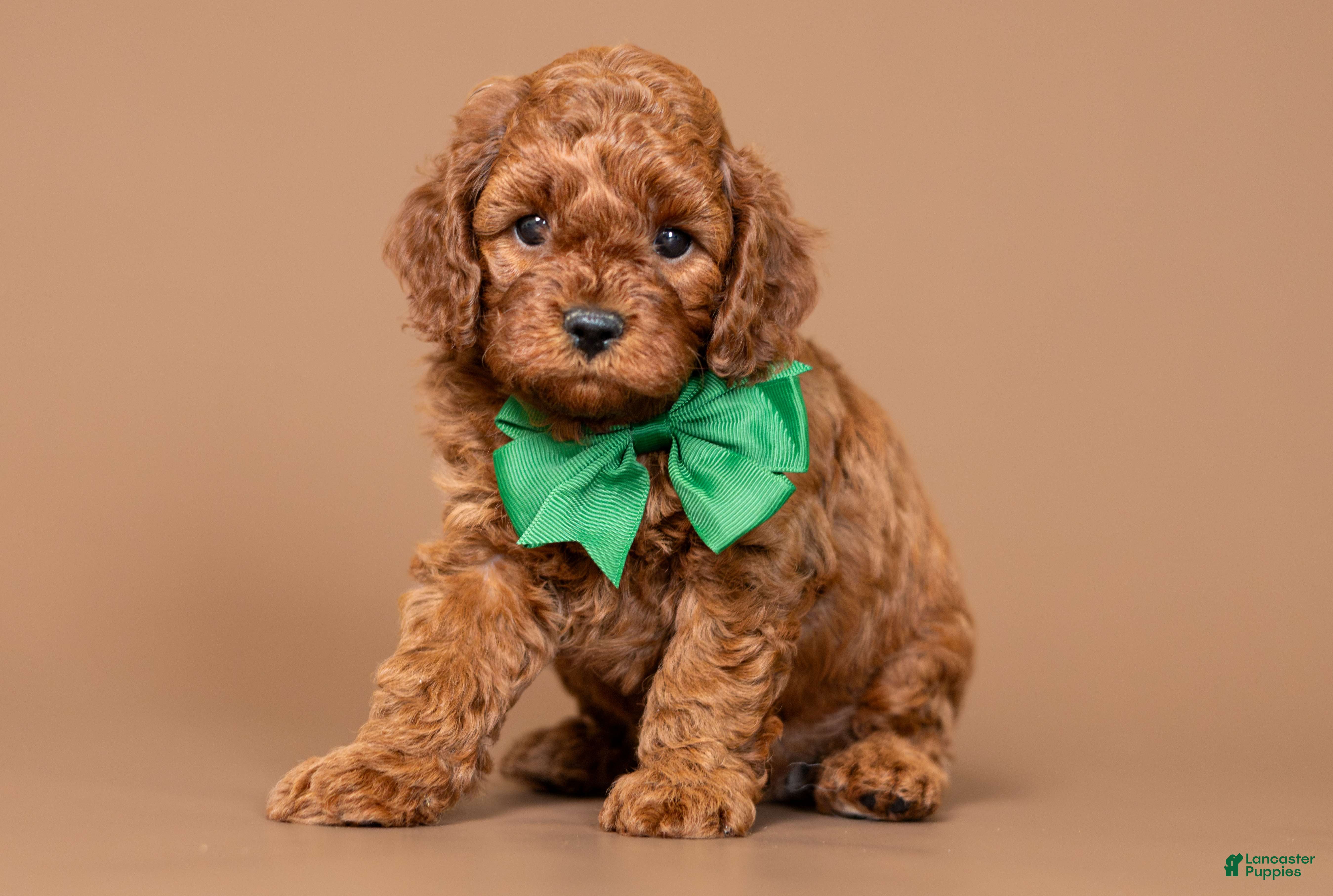Cavapoo dogs Cinch - Ad 1