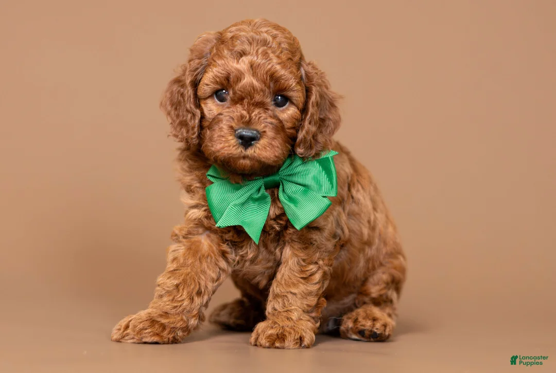 Cavapoo dogs for sale: Cinch - Ad 1
