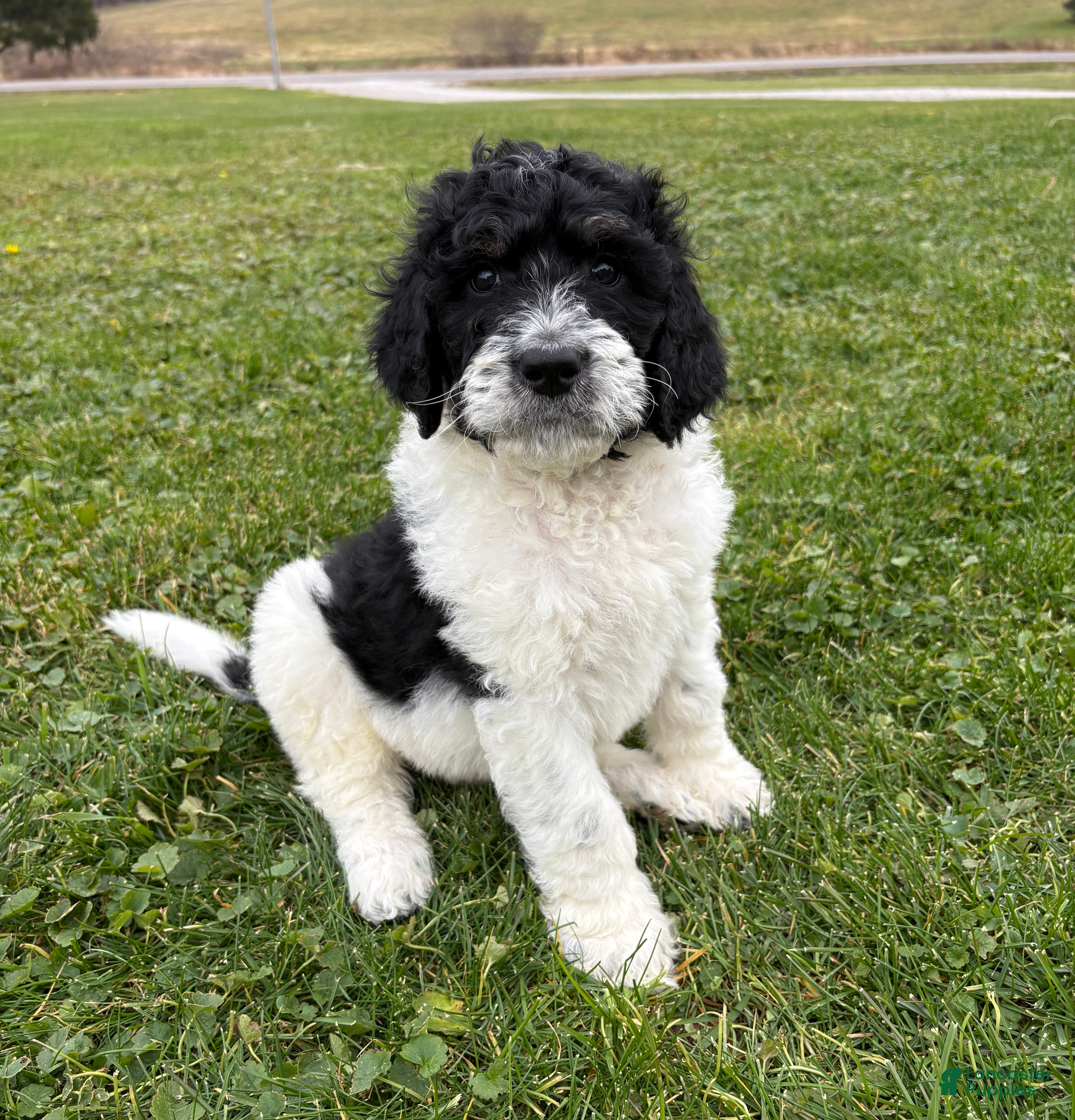 Bernedoodle dogs Blue boy - Ad 34