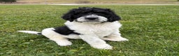 Bernedoodle dogs for sale: Blue boy - Ad 1