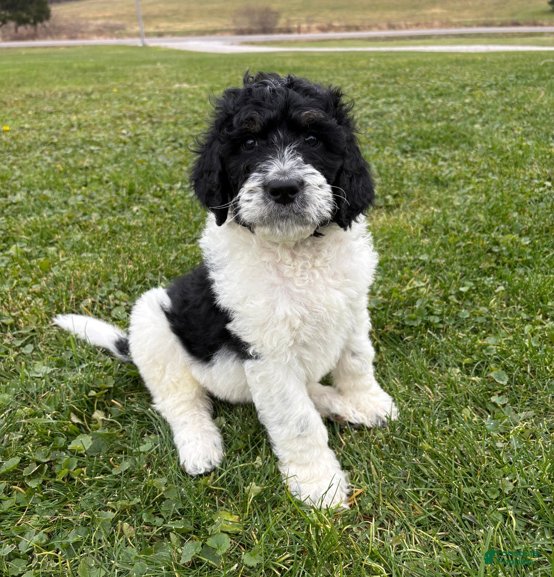Bernedoodle dogs for sale: Blue boy - Ad 1