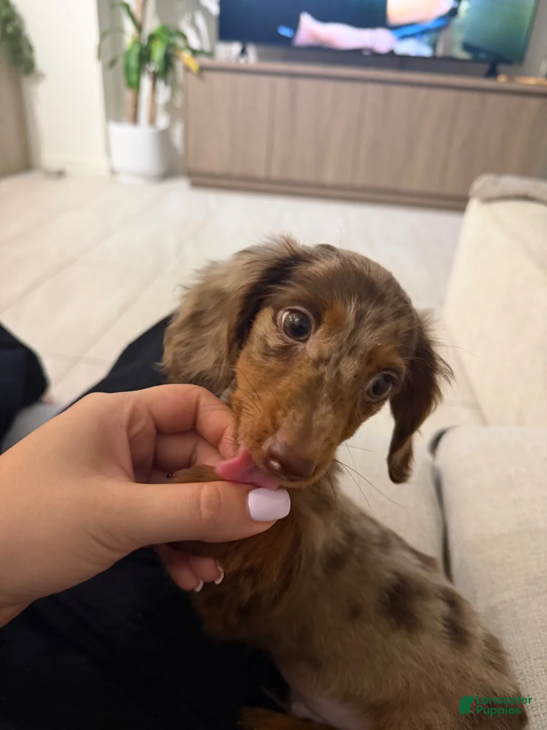 Miniature Dachshund dogs for sale: Miniature Long Haired Dapple Dachshund  - Ad 2