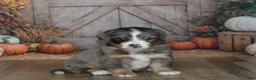 Mini Bernedoodle dogs for sale: Harley  - Ad 2