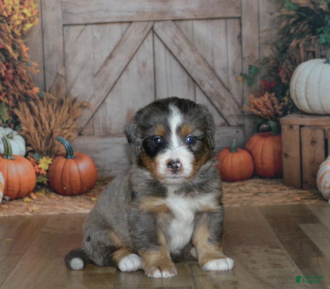 Mini Bernedoodle dogs for sale: Harley  - Ad 2