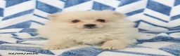 Pomeranian dogs for sale: Bingo - Ad 1