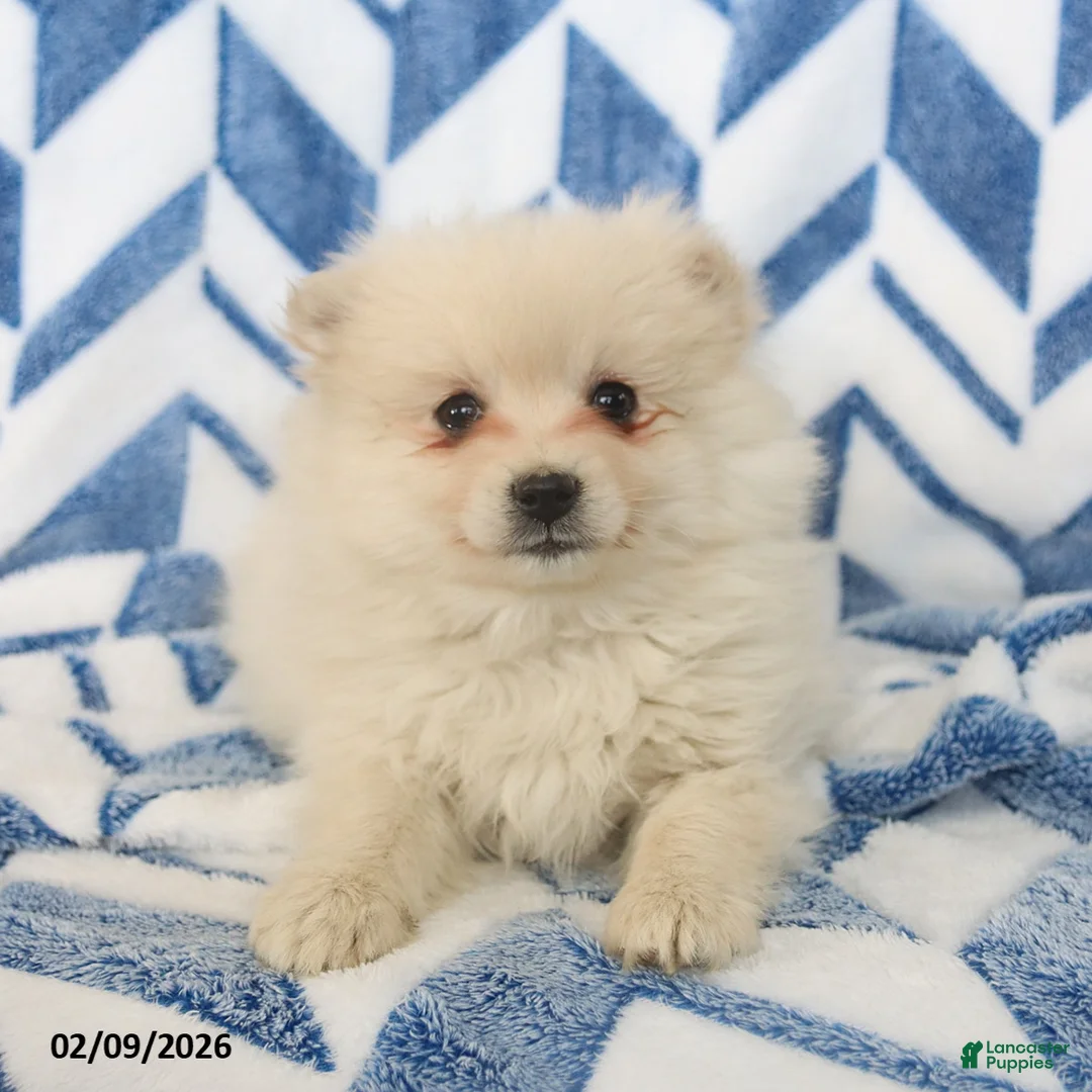 Pomeranian dogs for sale: Bingo - Ad 1