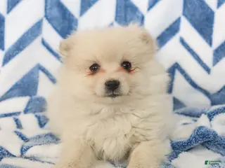 Pomeranian dogs Bingo - Ad 3