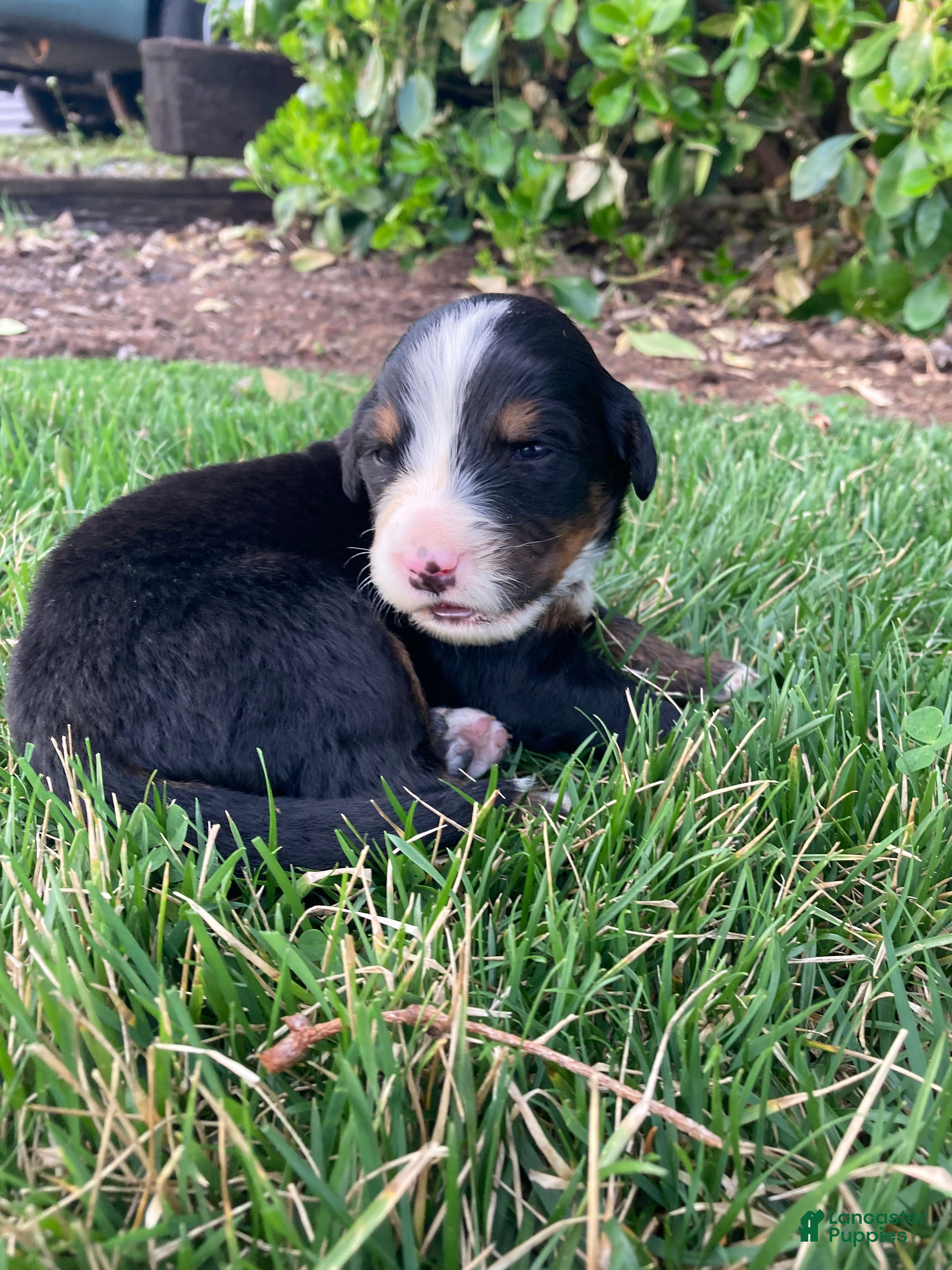 Bernese Mountain Dog dogs Sicily - Ad 2