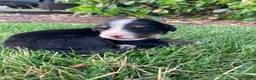 Bernese Mountain Dog dogs for sale: Sicily - Ad 10