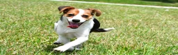 Mixed Breed dogs for sale: Willow - Ad 15