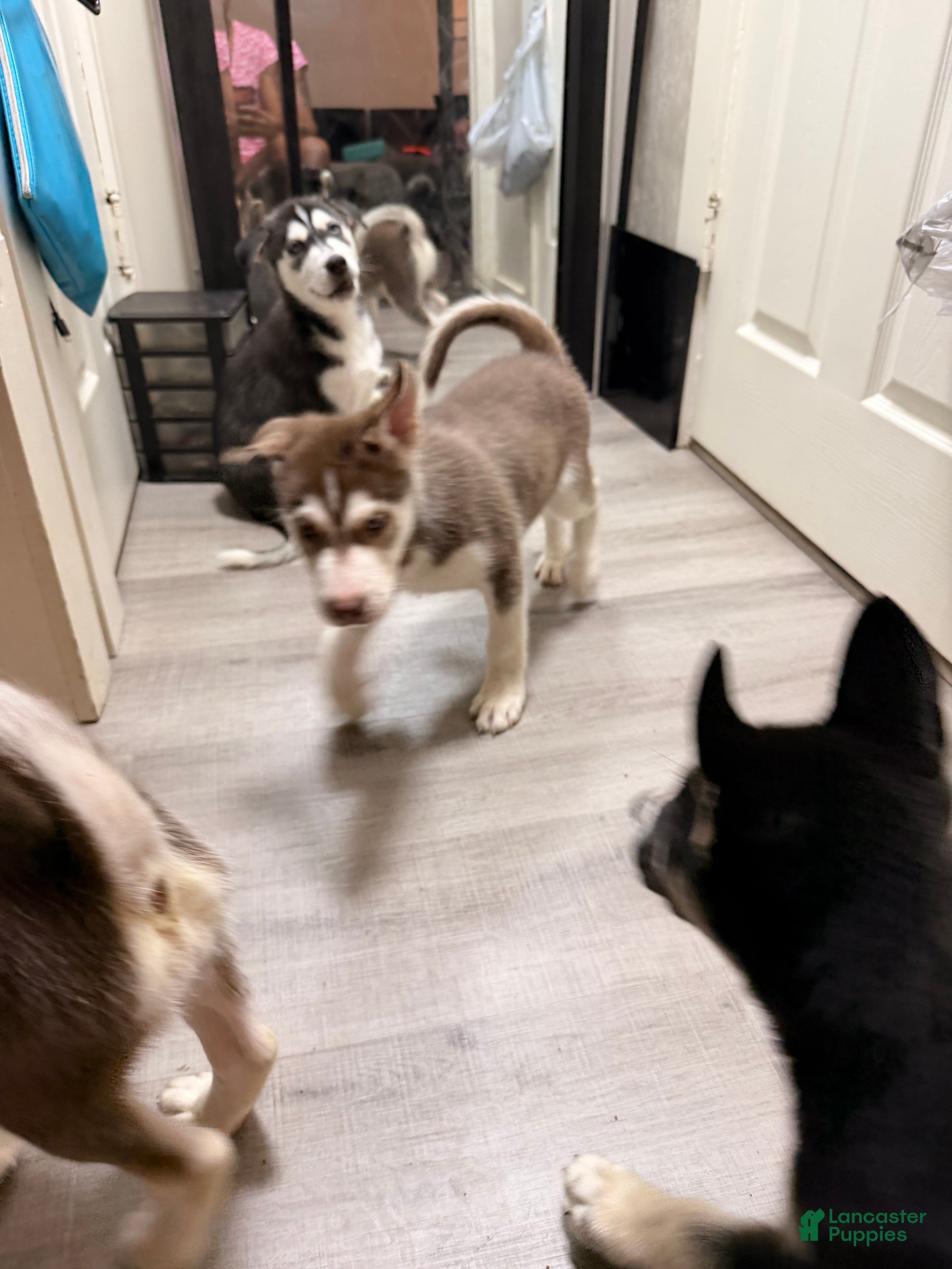 Siberian Husky dogs Siberian Husky Puppy 2 - Ad 42
