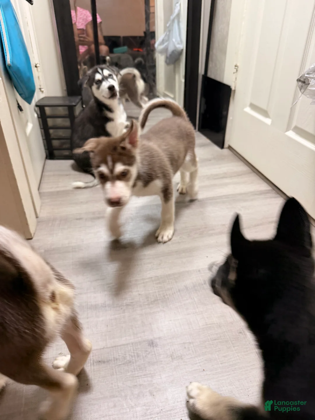 Siberian Husky dogs for sale: Siberian Husky Puppy 2 - Ad 1