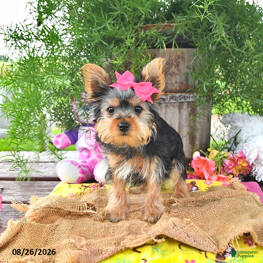 Yorkshire Terrier dogs Tanjo - Ad 2
