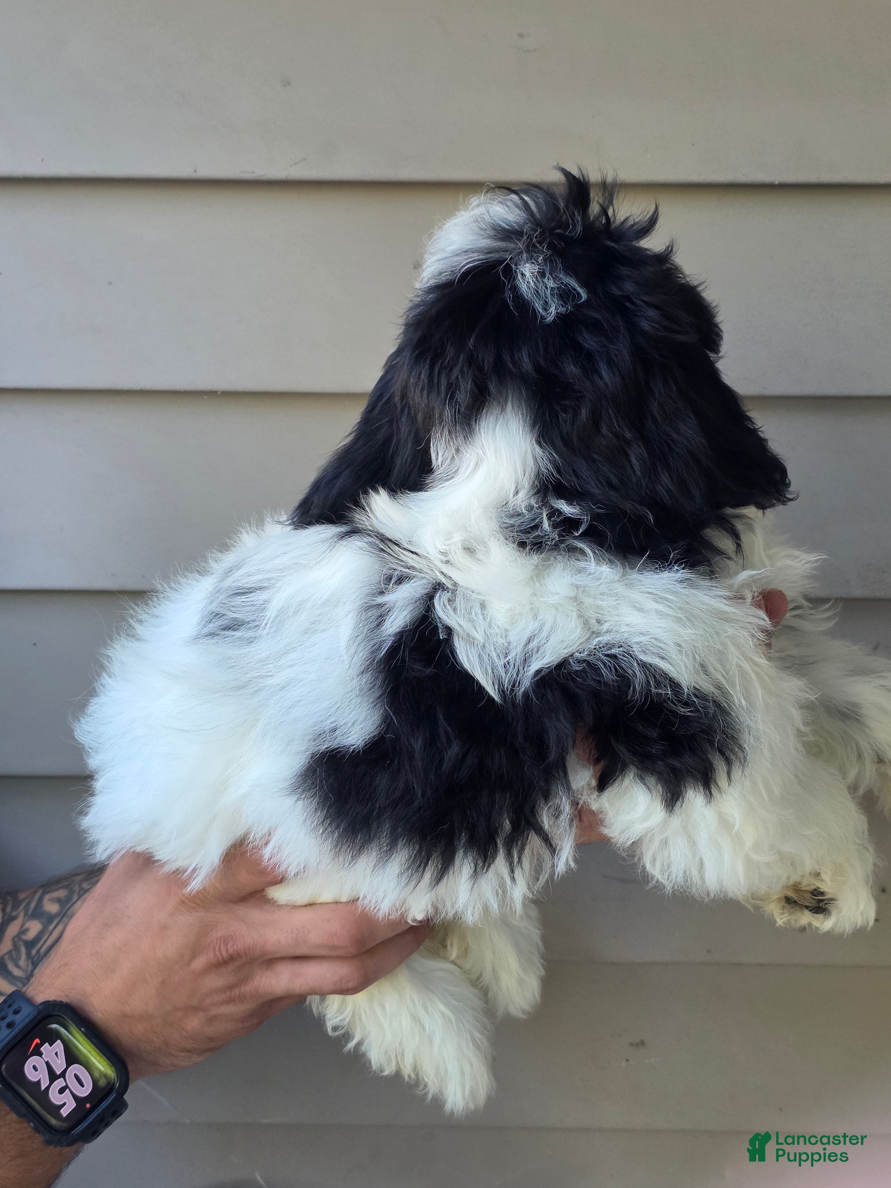 Teddy Bear dogs Jill - Ad 2