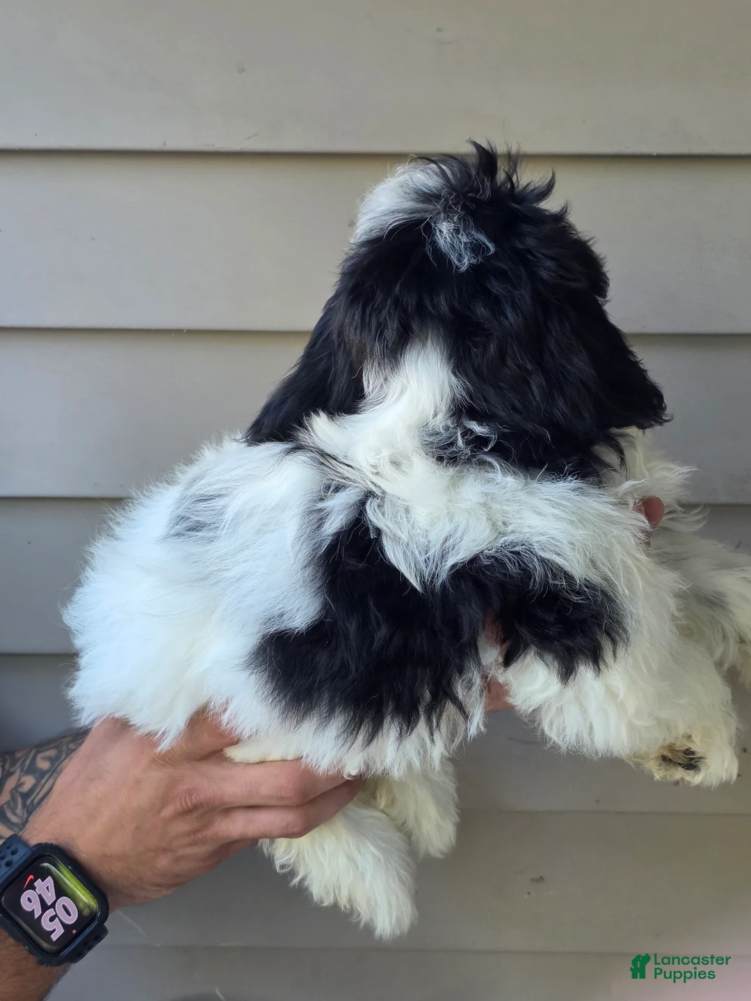 Teddy Bear dogs for sale: Jill - Ad 2