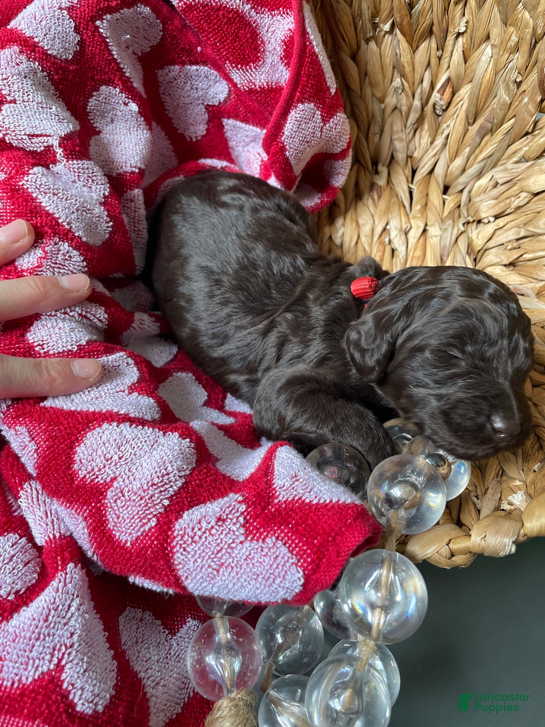 Goldendoodle dogs for sale: Ms yellow - Ad 3