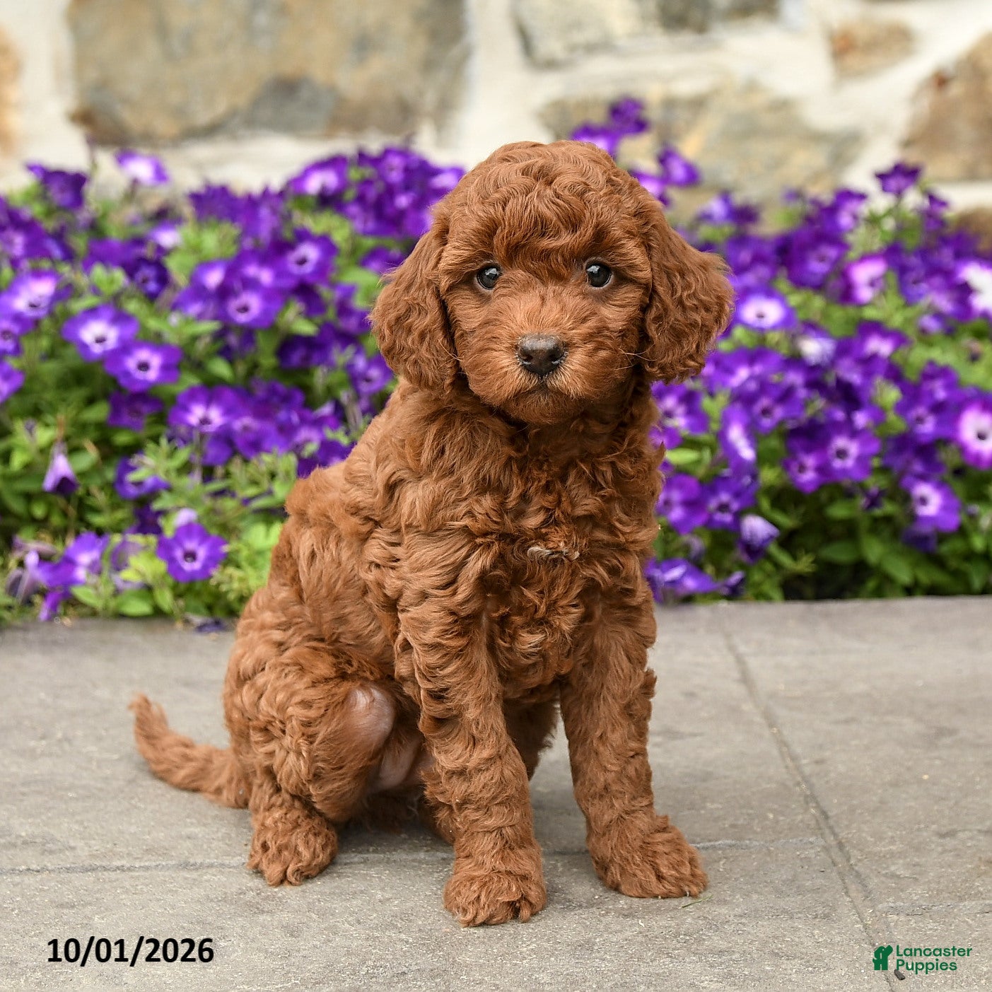 Mini Goldendoodle dogs Scarlett - Ad 2
