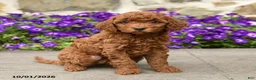 Mini Goldendoodle dogs for sale: Scarlett - Ad 2