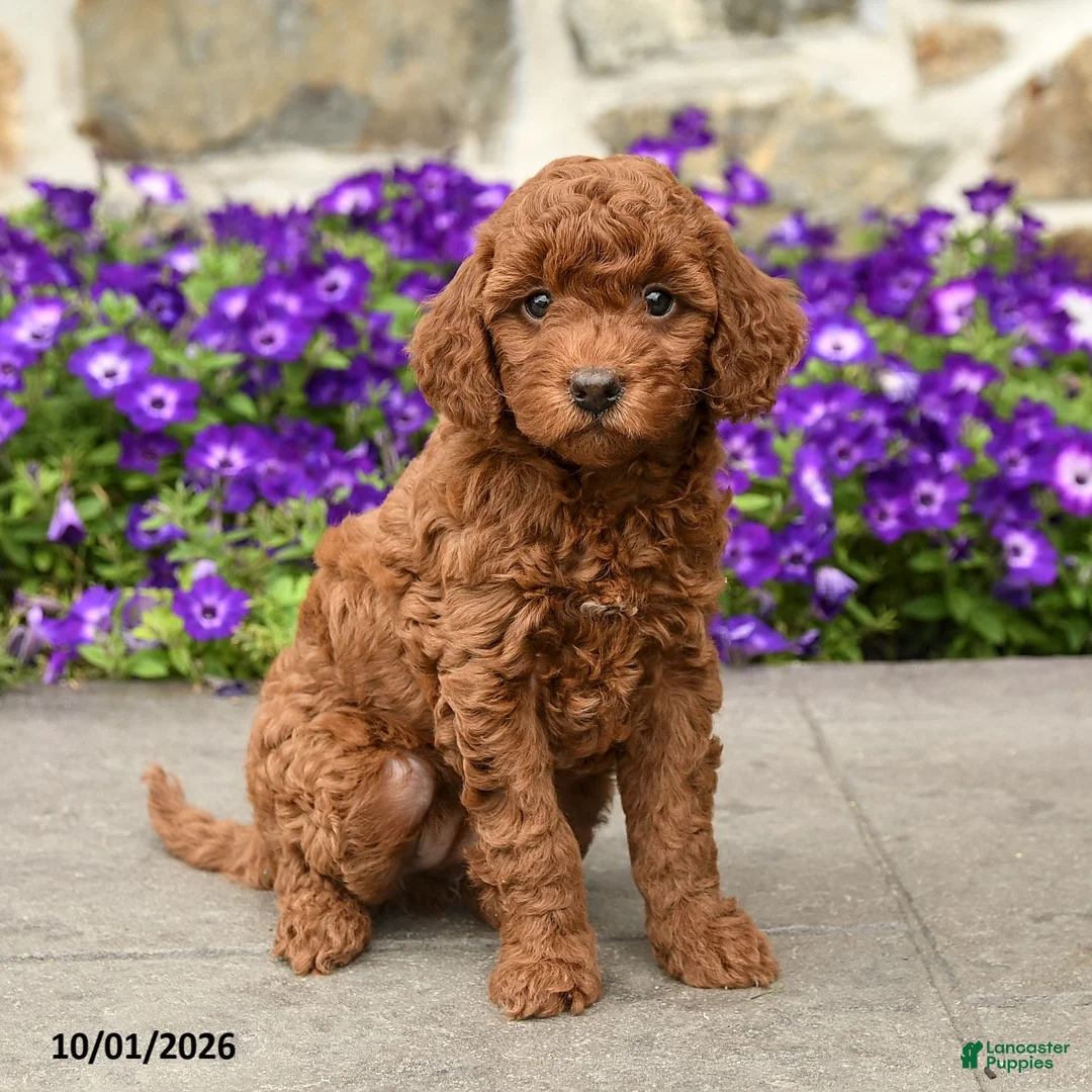 Mini Goldendoodle dogs for sale: Scarlett - Ad 2