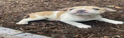 Mixed Breed dogs for sale: Lulu - Ad 13