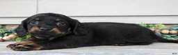 Miniature Dachshund dogs for sale: Ralphie - Ad 2