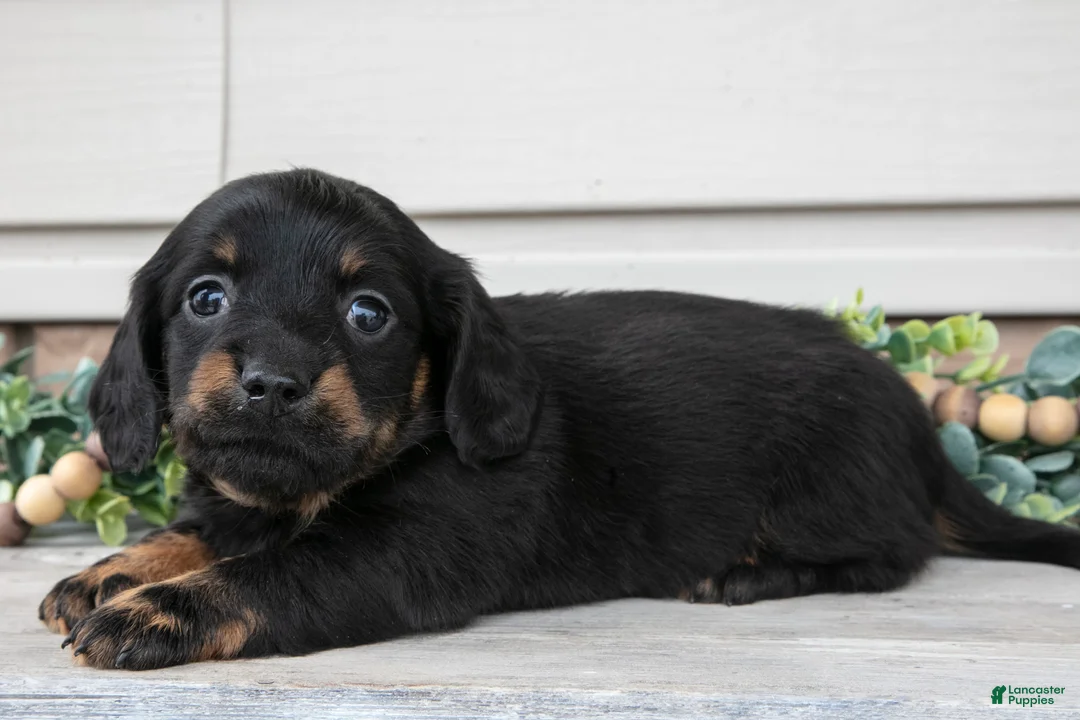 Miniature Dachshund dogs for sale: Ralphie - Ad 2