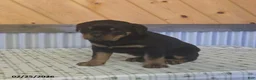 Rottweiler dogs for sale: Keith - Ad 2