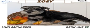 Zoey