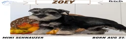 Miniature Schnauzer dogs for sale: Zoey - Ad 1
