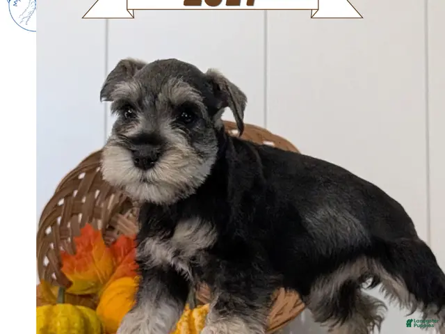 Miniature Schnauzer dogs Zoey - Ad 1