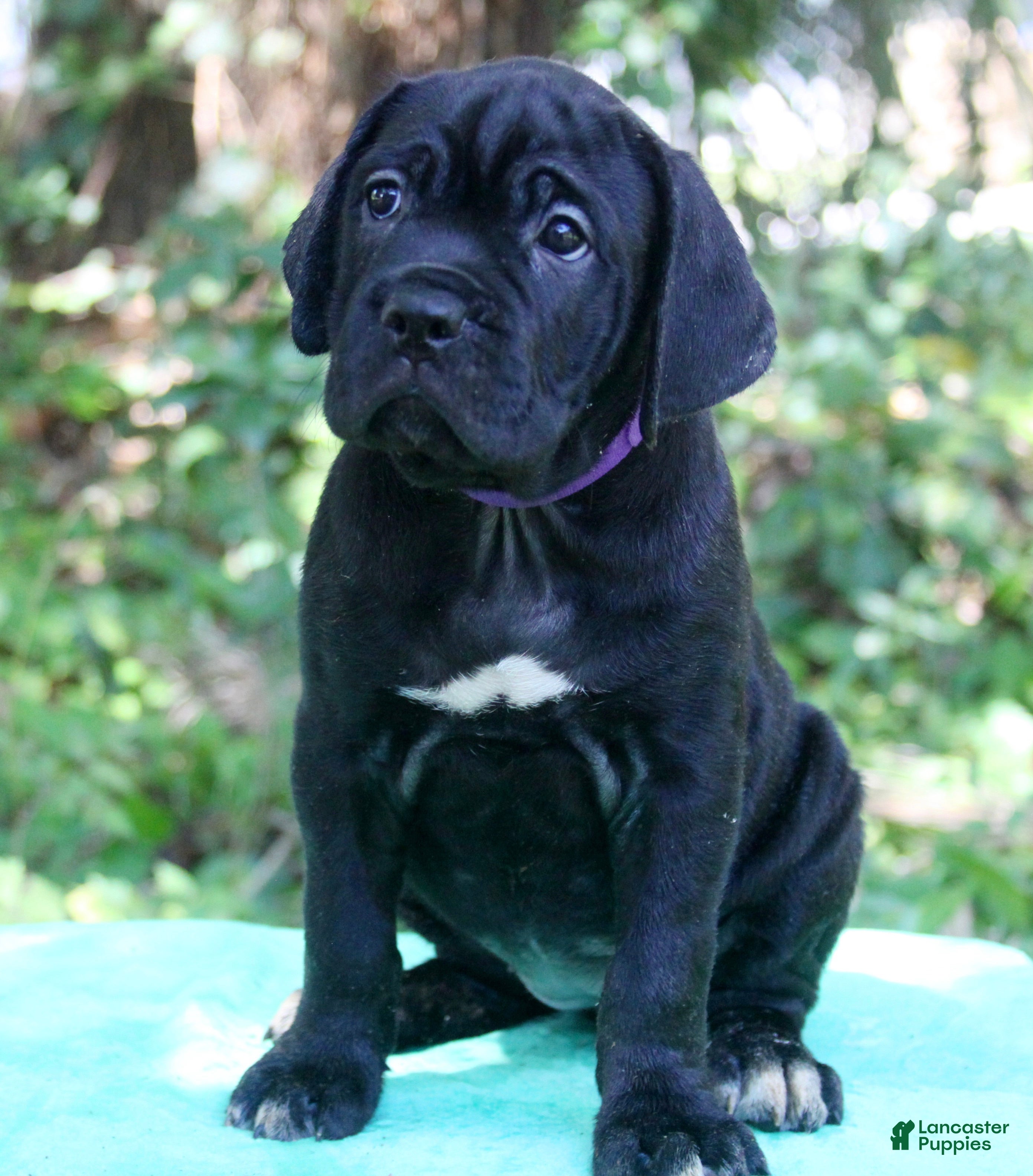 Cane Corso dogs Lucy In The Sky - Ad 24