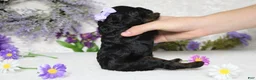 Toy Poodle dogs for sale: Hazel  - Ad 7
