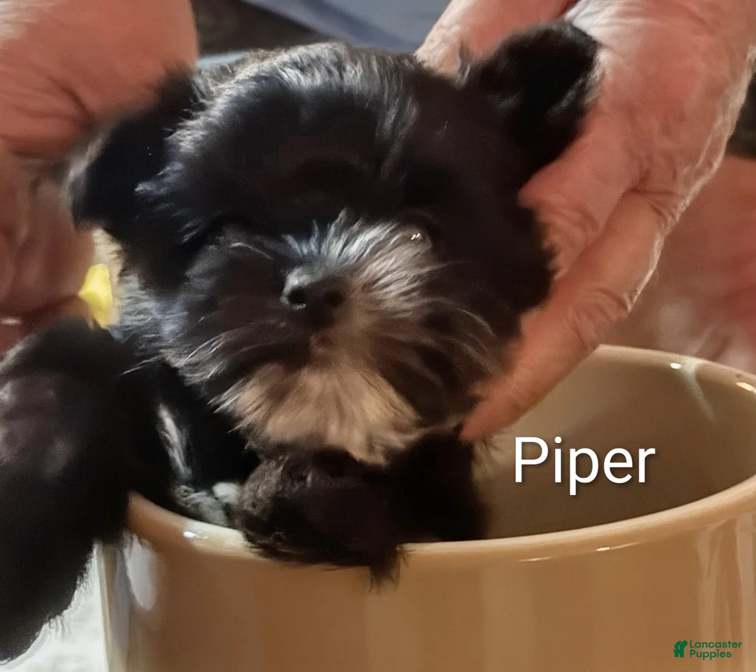 Mixed Breed dogs for sale: Mixed Breed 4 - Ad 1