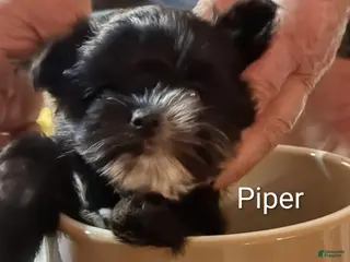 Mixed Breed dogs Mixed Breed 4 - Ad 27
