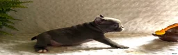 French Bulldog dogs for sale: Star - Ad 4
