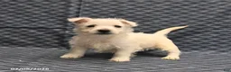 West Highland Terrier dogs for sale: Keith - Ad 2