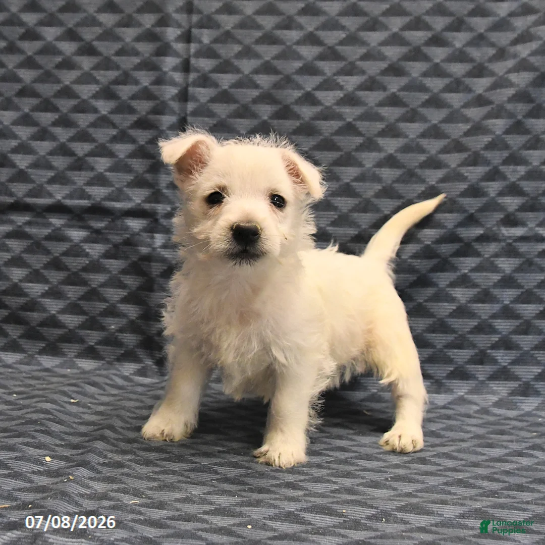 West Highland Terrier dogs for sale: Keith - Ad 2