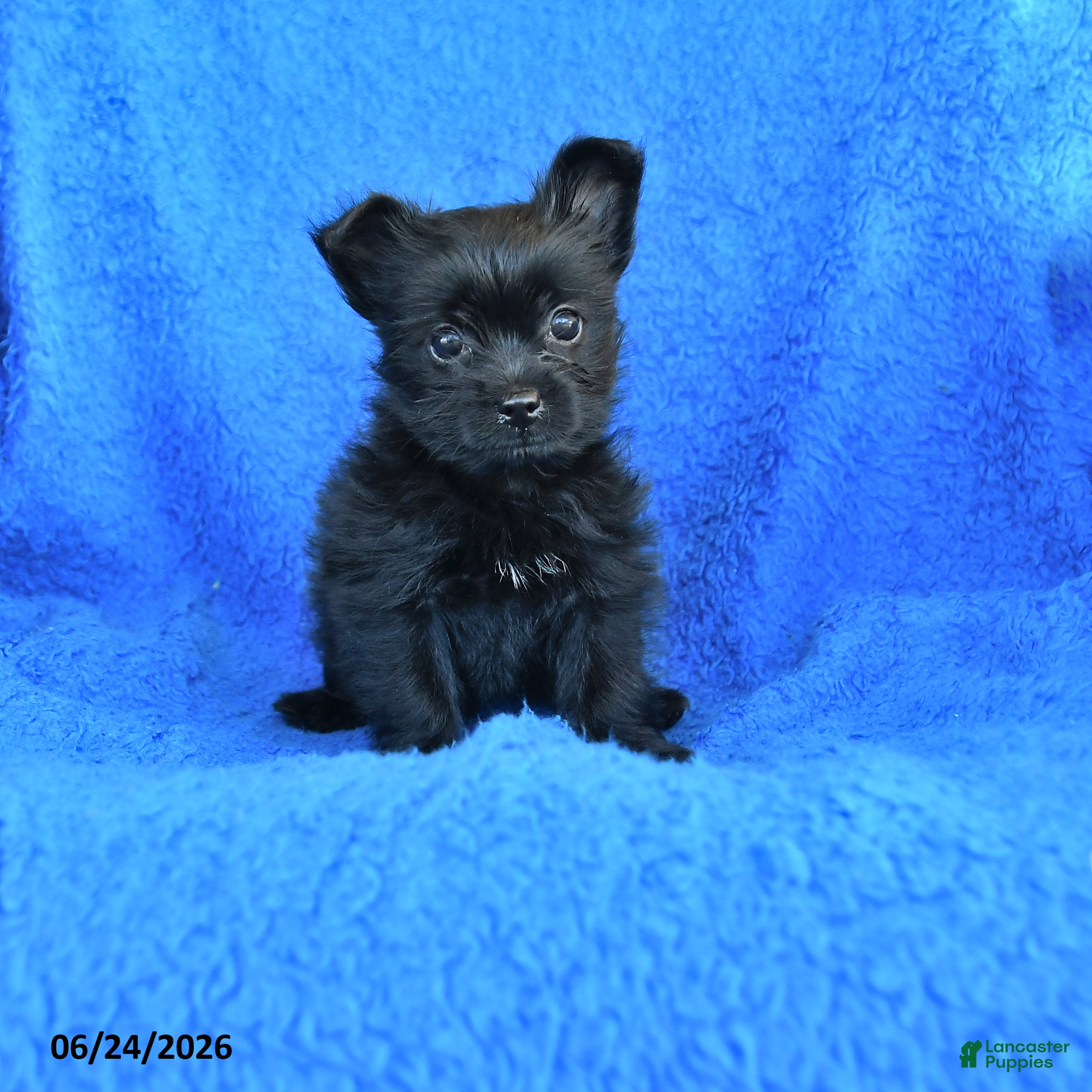 Mixed Breed dogs Sally - Ad 1